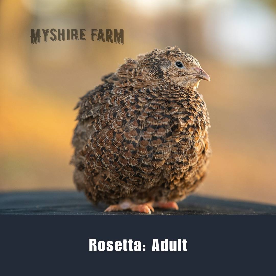 Variety Choice (MIX COLORS)- Coturnix Quail Hatching Eggs image 26