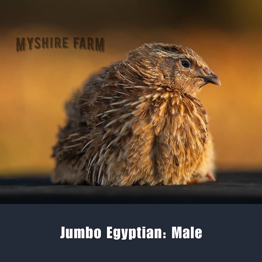 JUMBO Mix Collection - Coturnix Quail Hatching Eggs image 7