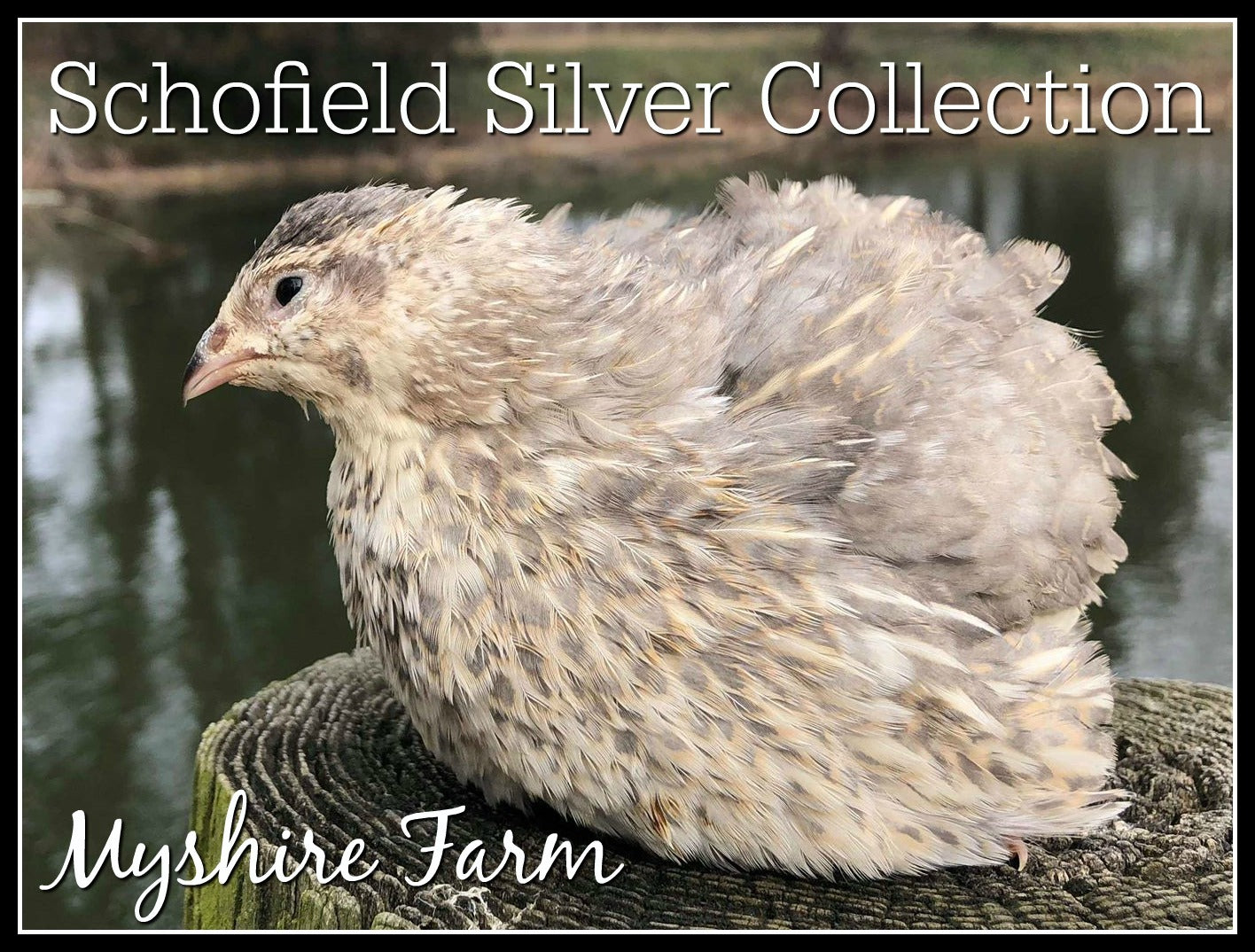 Schofield Silver Collection (SSC) - Coturnix Quail Hatching Eggs image 6