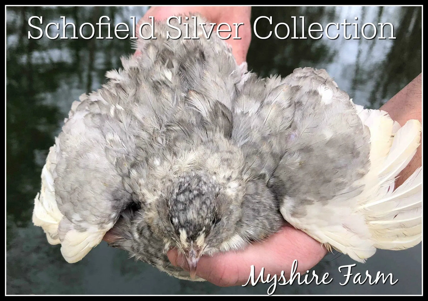 Schofield Silver Collection (SSC) - Coturnix Quail Hatching Eggs image 13