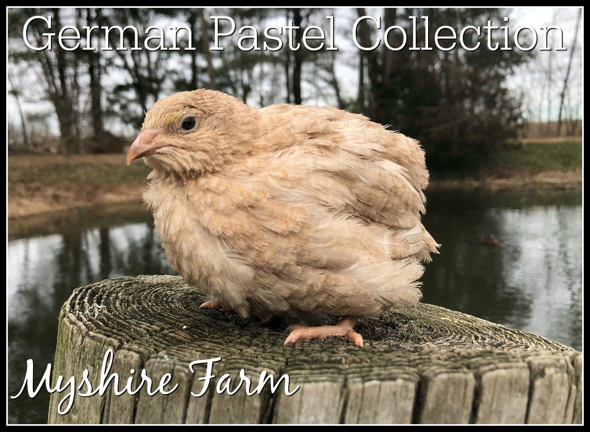 German Pastel Collection (GPC) - Coturnix Quail Hatching Eggs image 5