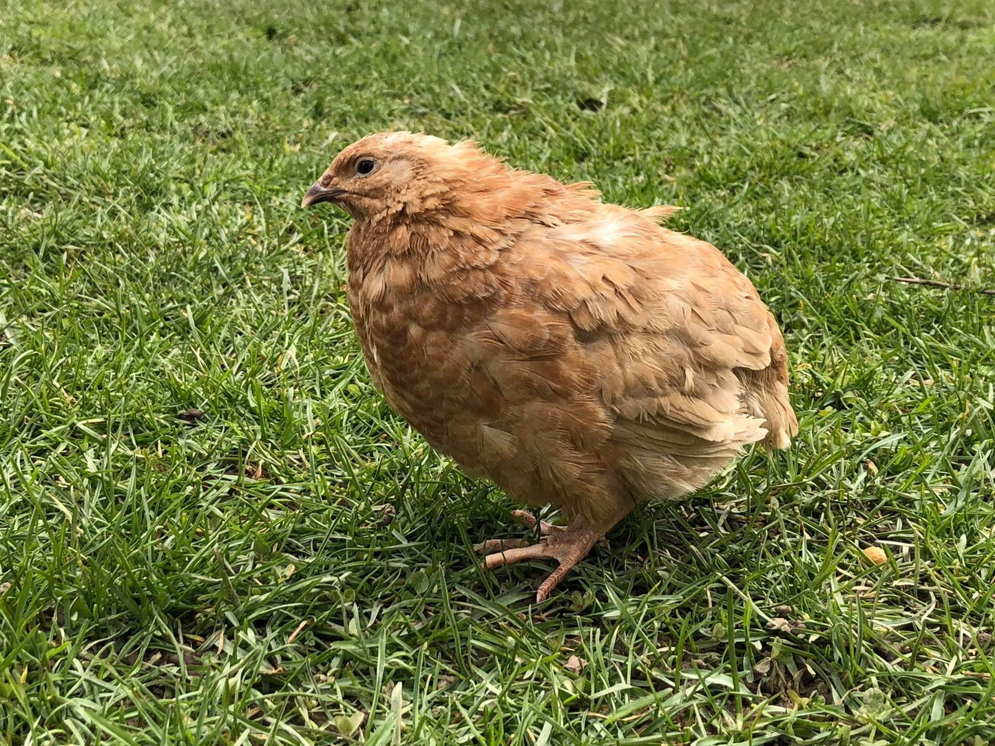 German Pastel Collection (GPC) - Coturnix Quail Hatching Eggs image 6
