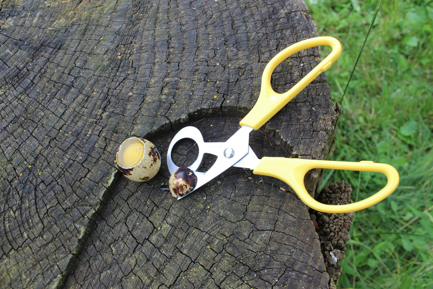 Quail Egg Scissor image 2