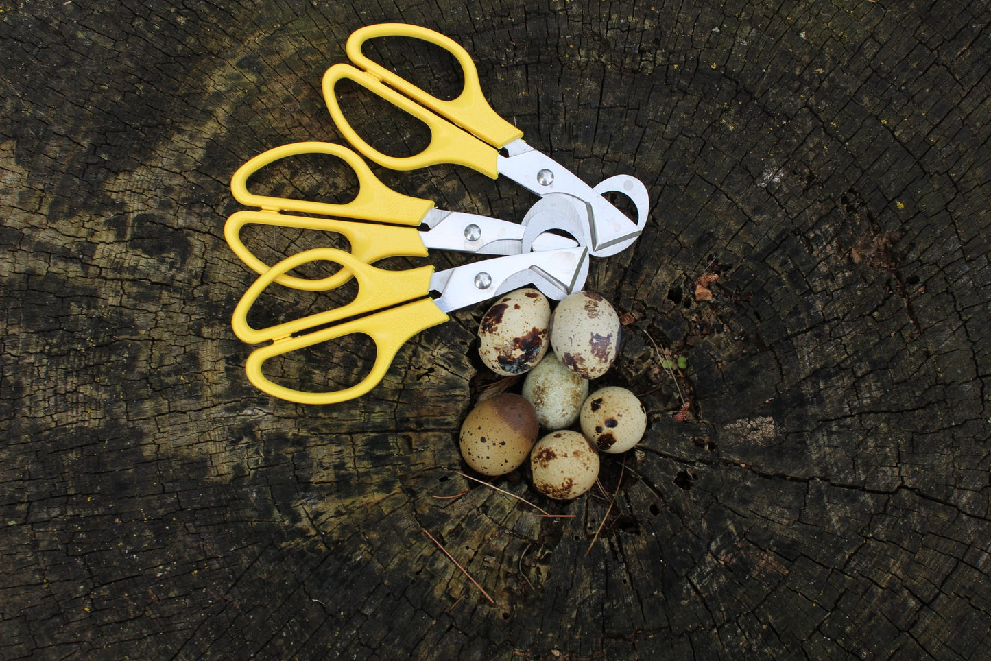 Quail Egg Scissors - CANADA image 5
