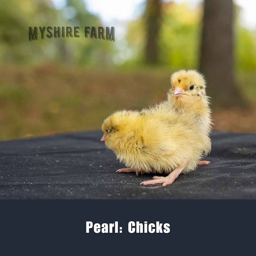 Pearl - Coturnix Quail Hatching Eggs image 3