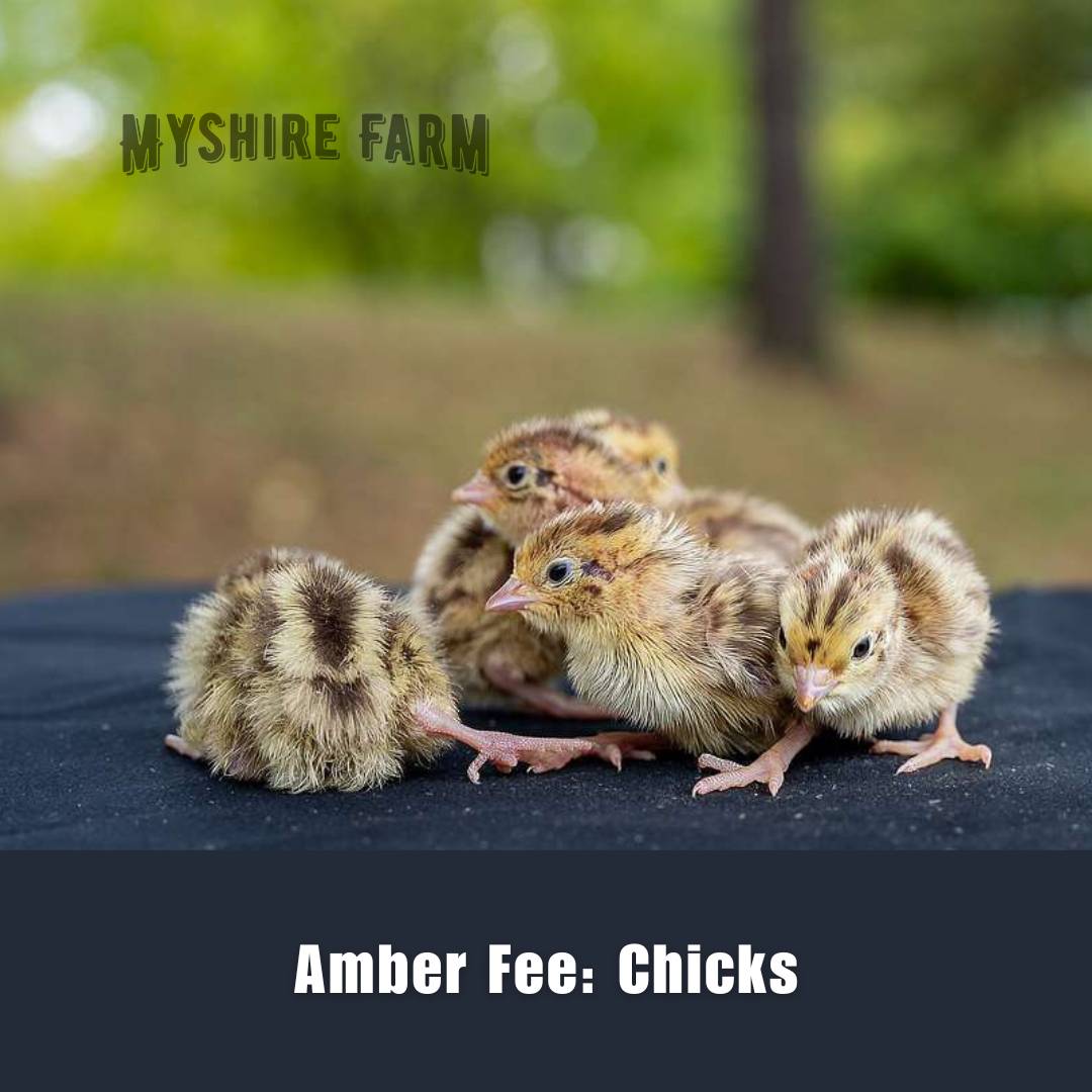 Amber Fee Coturnix quail chicks – newly hatched with light brown and gold markings – Myshire Farm
