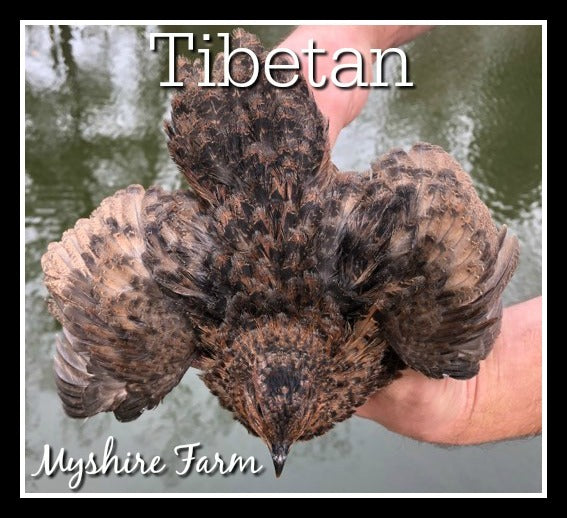 Tibetan/ Rosetta (EB Gene) - Coturnix Quail Hatching Eggs image 5