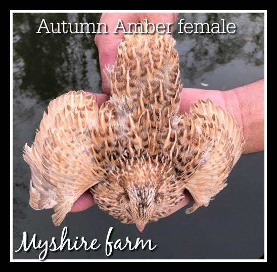 Autumn Amber - Coturnix Quail Hatching Eggs image 4