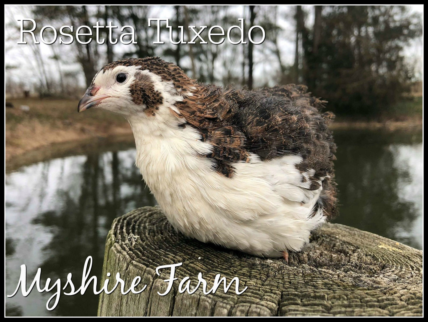 Tuxedo Variety (the BTA) - Coturnix Quail Hatching Eggs image 5