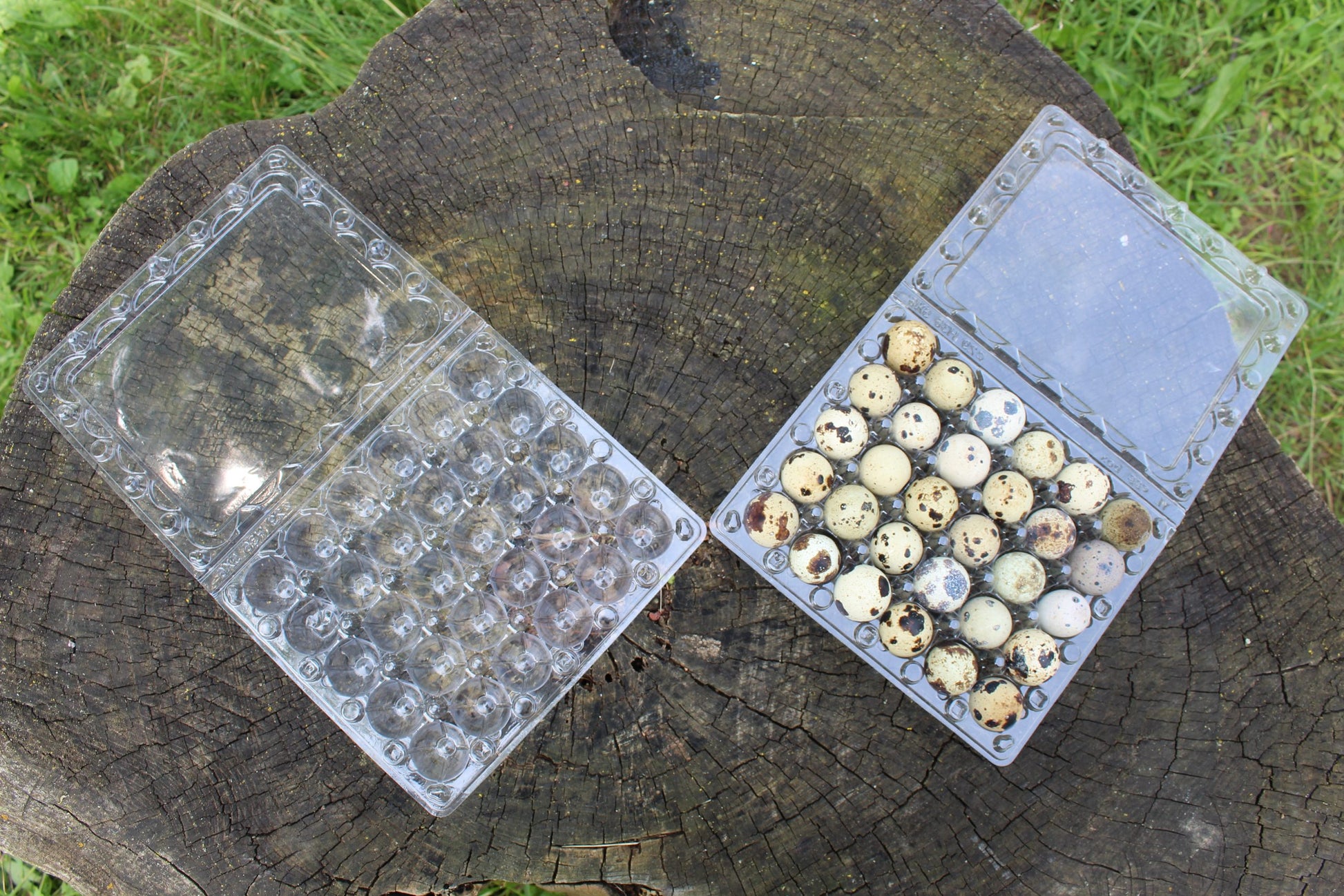 Quail Egg Carton (holds 30 eggs) image 2
