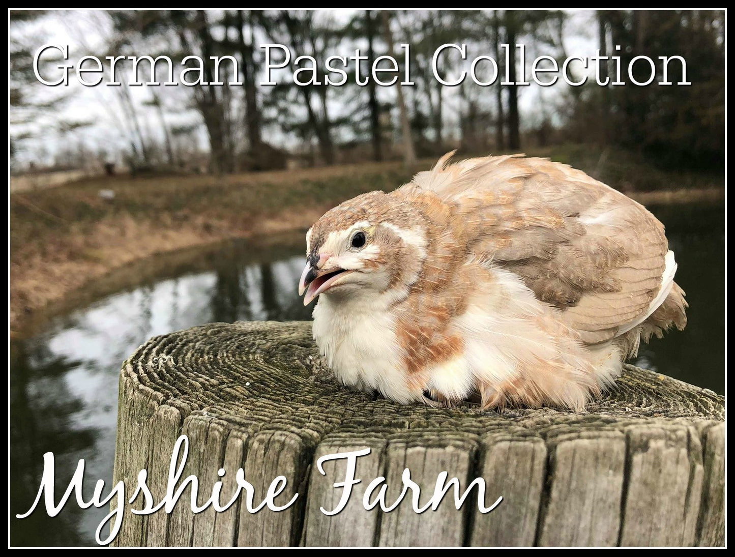 German Pastel Collection (GPC) - Coturnix Quail Hatching Eggs image 4