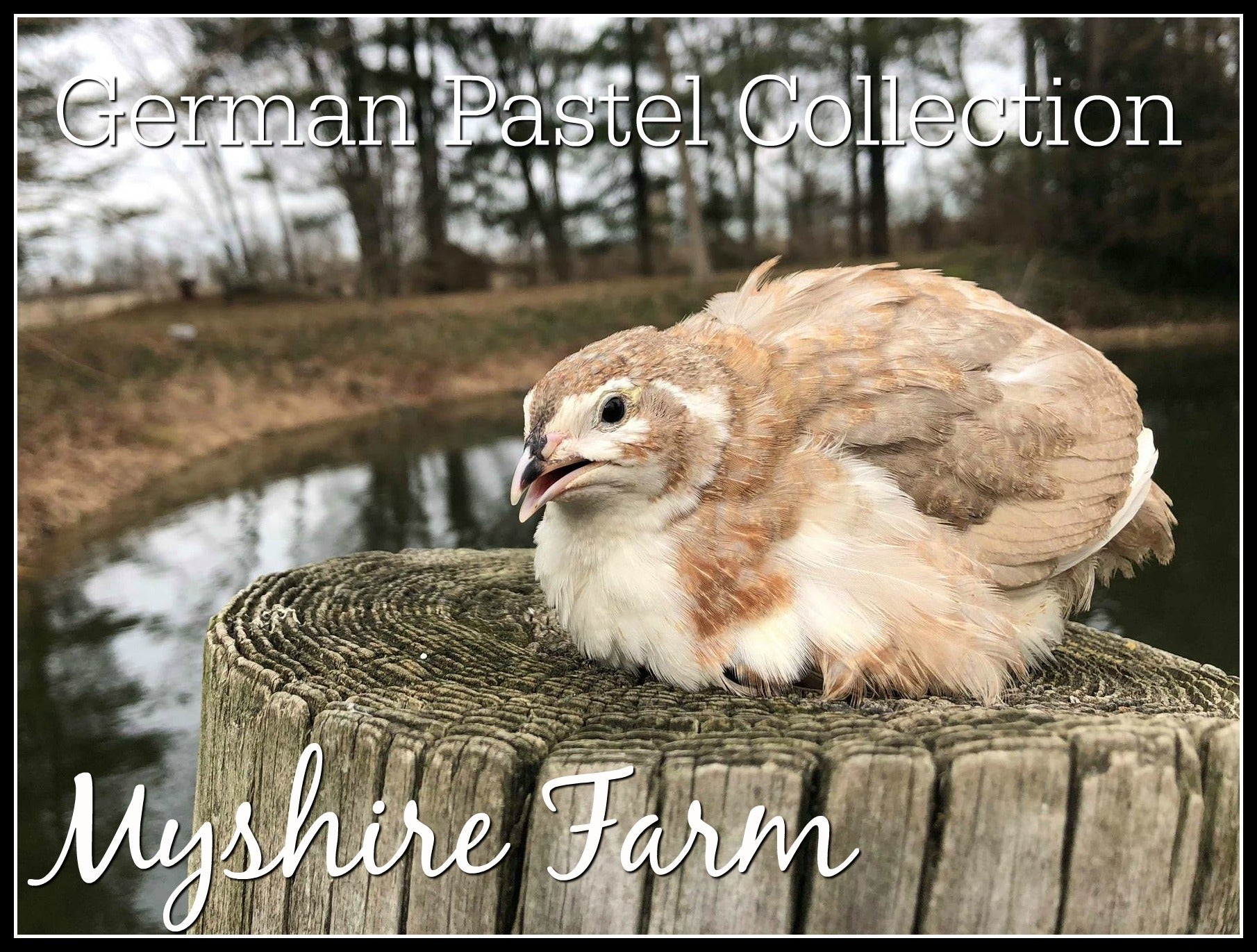 German Pastel Collection (GPC) - Coturnix Quail Hatching Eggs image 4