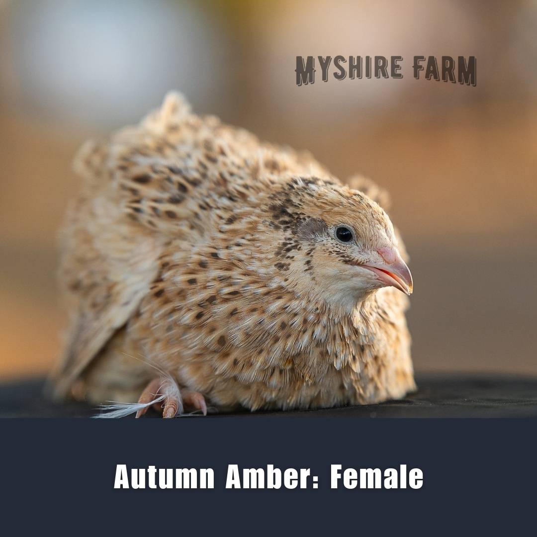 Autumn Amber - Coturnix Quail Hatching Eggs image 1