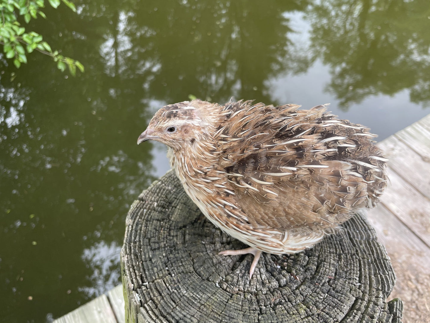 Egyptian Fee  - Coturnix Quail Hatching Eggs image 5