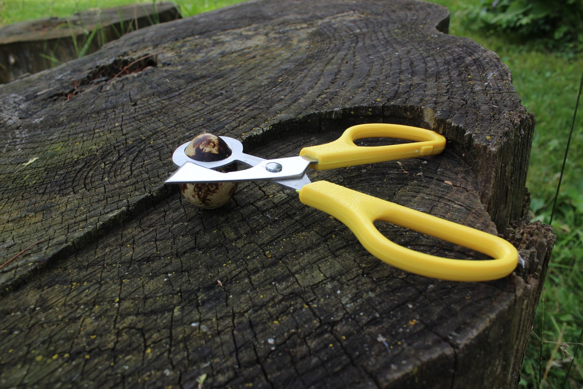 Quail Egg Scissor image 3