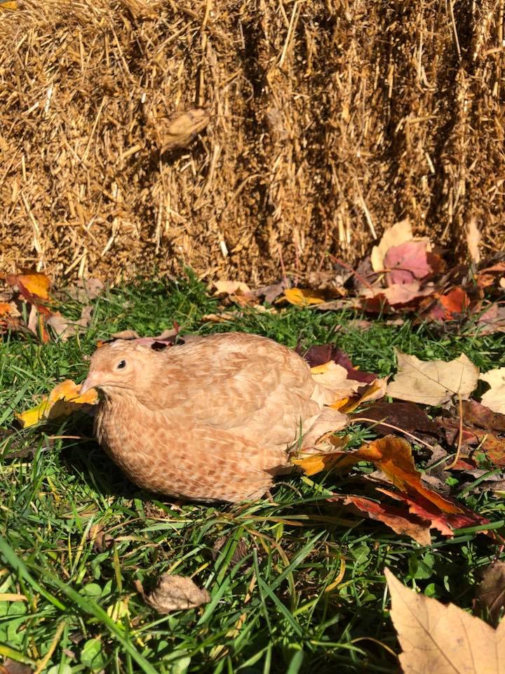 German Pastel Collection (GPC) - Coturnix Quail Hatching Eggs image 7