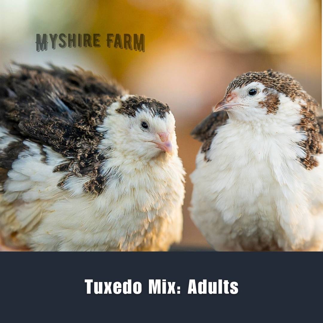 Tuxedo Variety (the BTA) - Coturnix Quail Hatching Eggs image 2