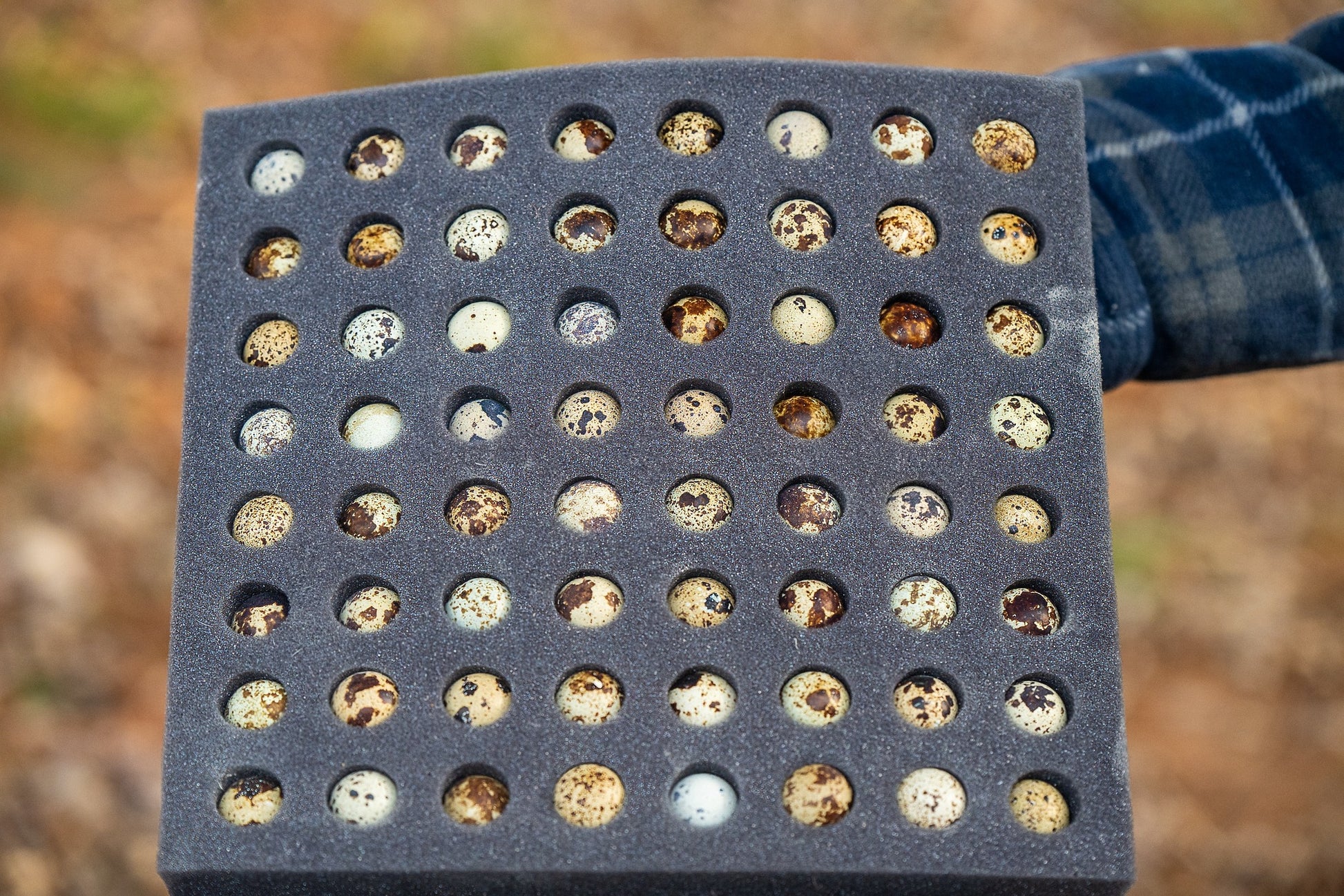 Cosmos - Coturnix Quail Hatching Eggs image 5