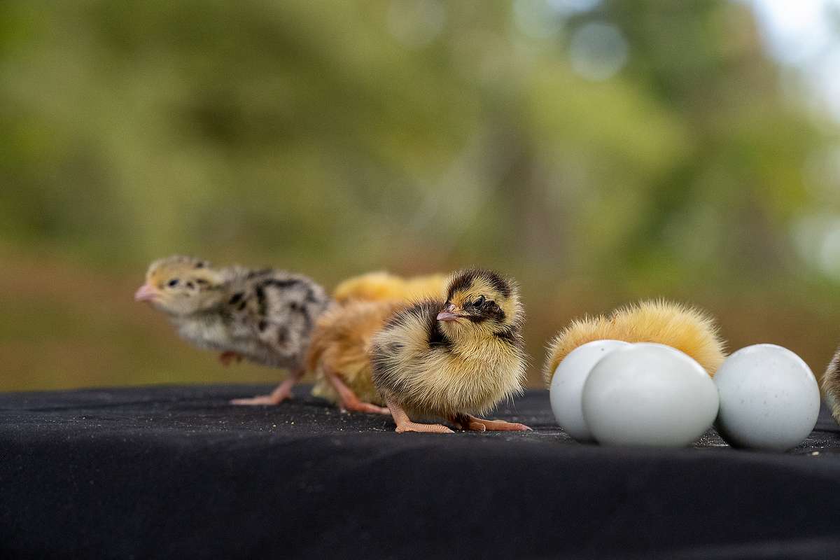 Celadon (TRUE BLUE) - Coturnix Quail Hatching Eggs image 4