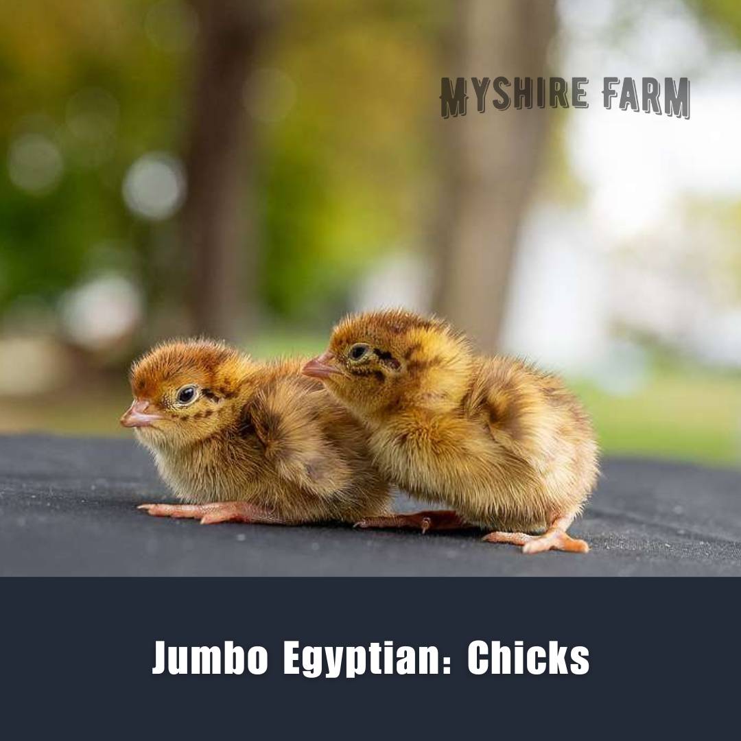 Jumbo Egyptian - Coturnix Quail Hatching Eggs image 4