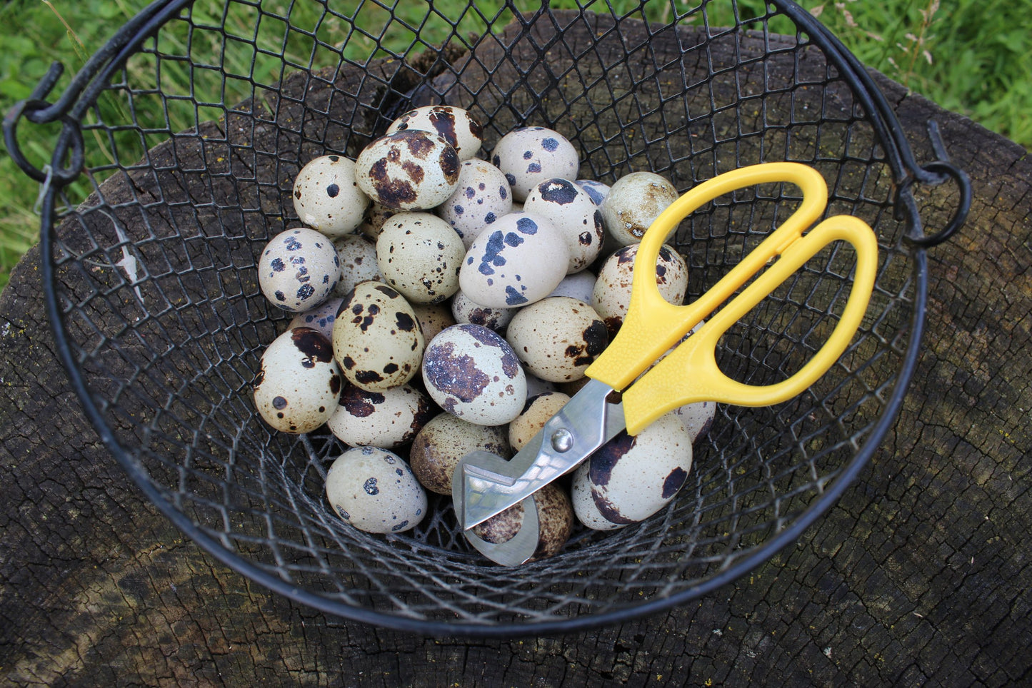 Quail Egg Scissor image 1