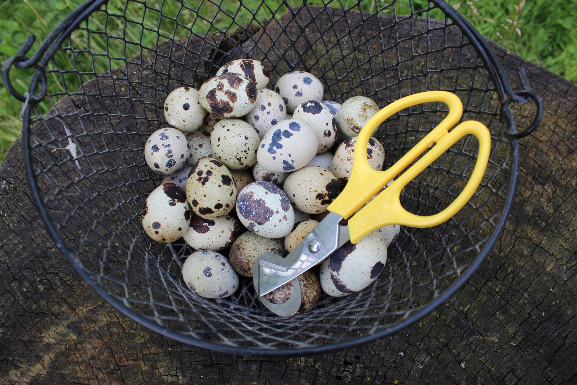Quail Egg Scissor image 1