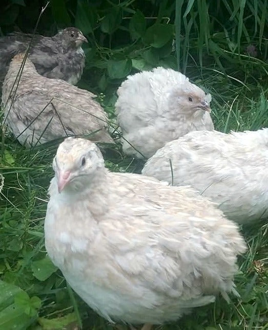 Schofield Silver Collection (SSC) - Coturnix Quail Hatching Eggs image 8