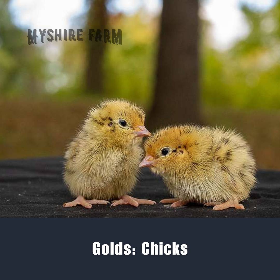 Golds (Italian & Golden Manchurian) - Coturnix Quail Hatching Eggs image 3