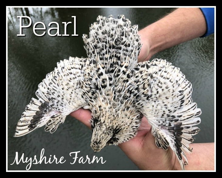 Pearl - Coturnix Quail Hatching Eggs image 7