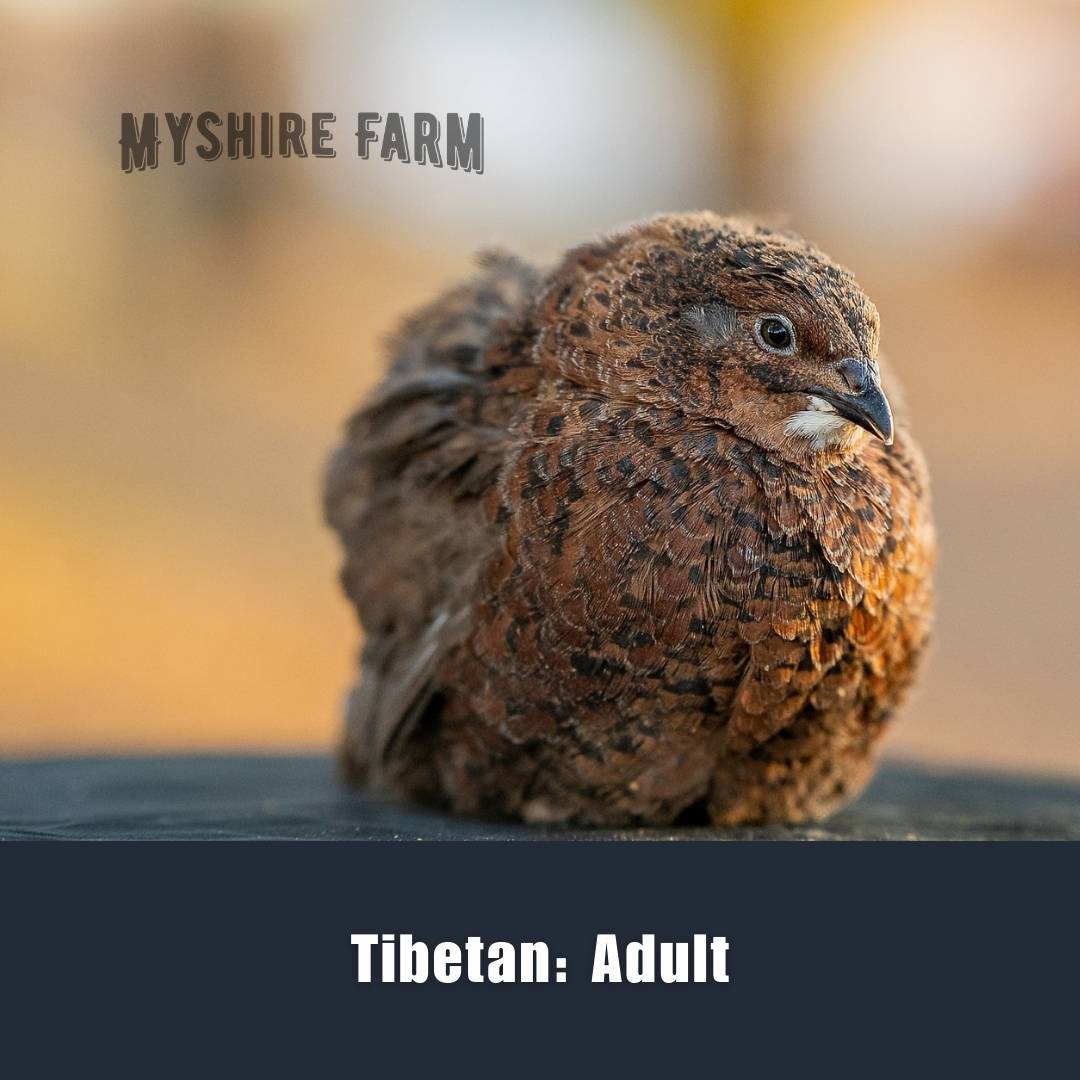Tibetan/ Rosetta (EB Gene) - Coturnix Quail Hatching Eggs image 1