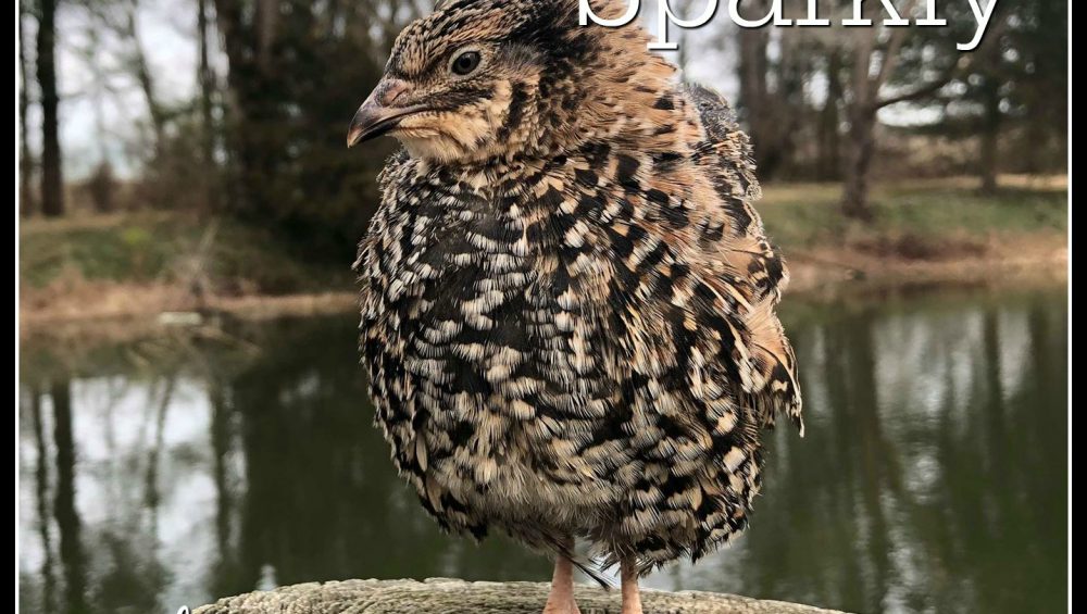 Sparkly and Pansy Mix - Coturnix Quail Hatching Eggs image 6