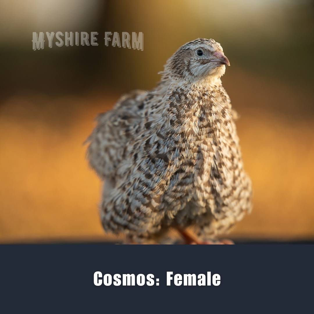 The RARE Mix - Coturnix Quail Hatching Eggs image 19