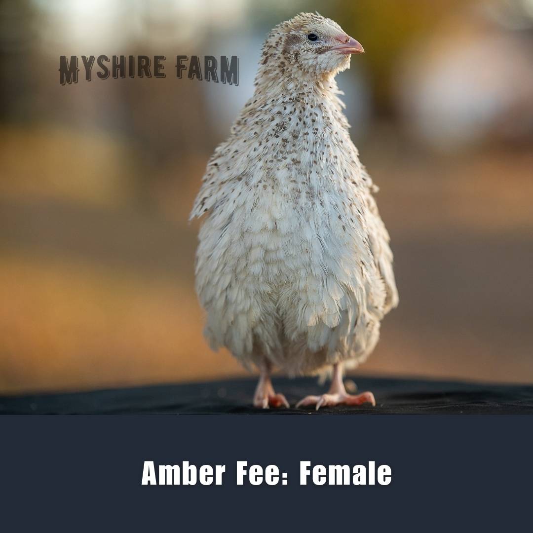 Amber Fee - Coturnix Quail Hatching Eggs image 1