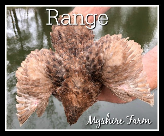 Scarlet & Red Range - Coturnix Quail Hatching Eggs image 4