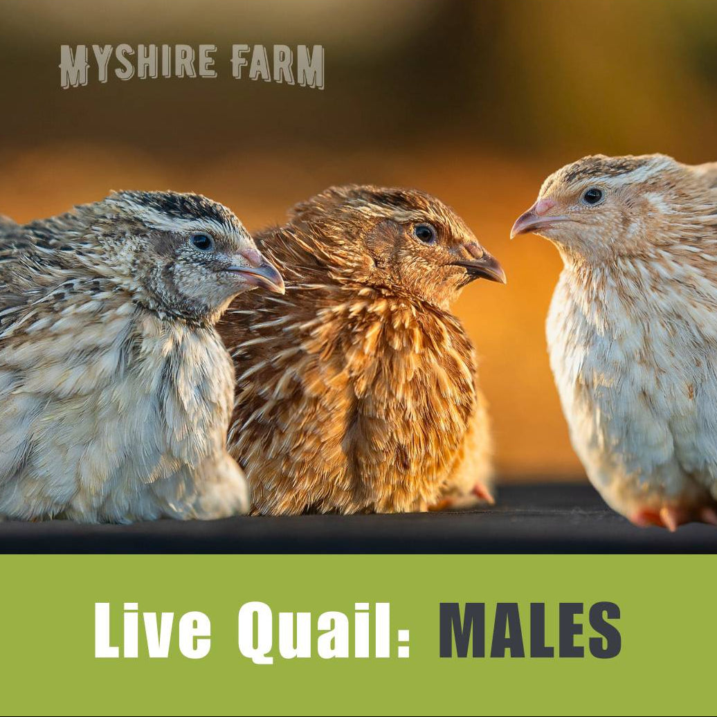 Live Quail Sets – Myshire Farm Coturnix Quail