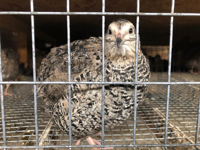 Grau Fee - Coturnix Quail Hatching Eggs image 5