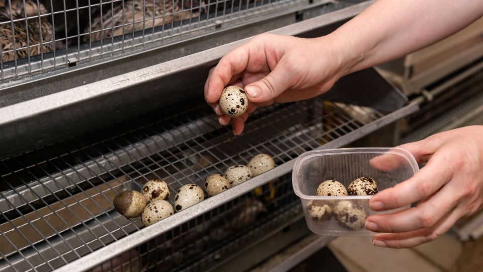 Quail Care – Myshire Farm Coturnix Quail