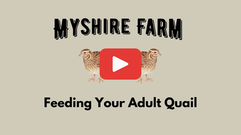 Feed Basics - Myshire Farm Coturnix Quail