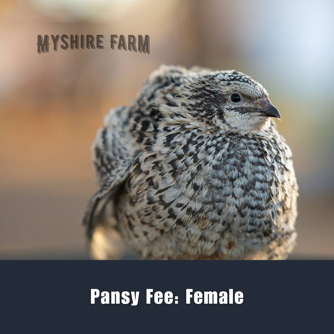 Rare Color Mix - Coturnix Quail Hatching Eggs – Myshire Farm Coturnix Quail