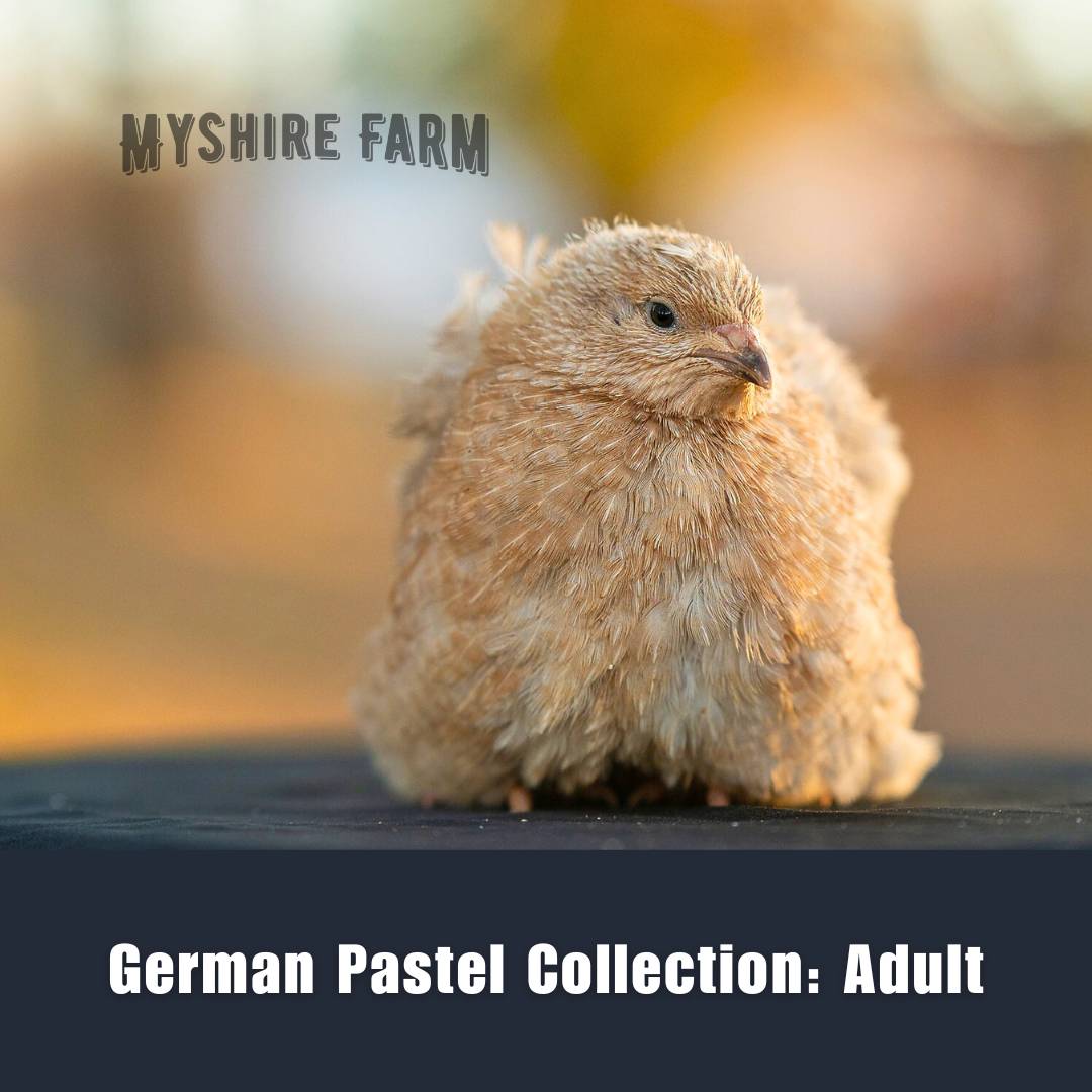 The RARE Mix - Coturnix Quail Hatching Eggs image 16