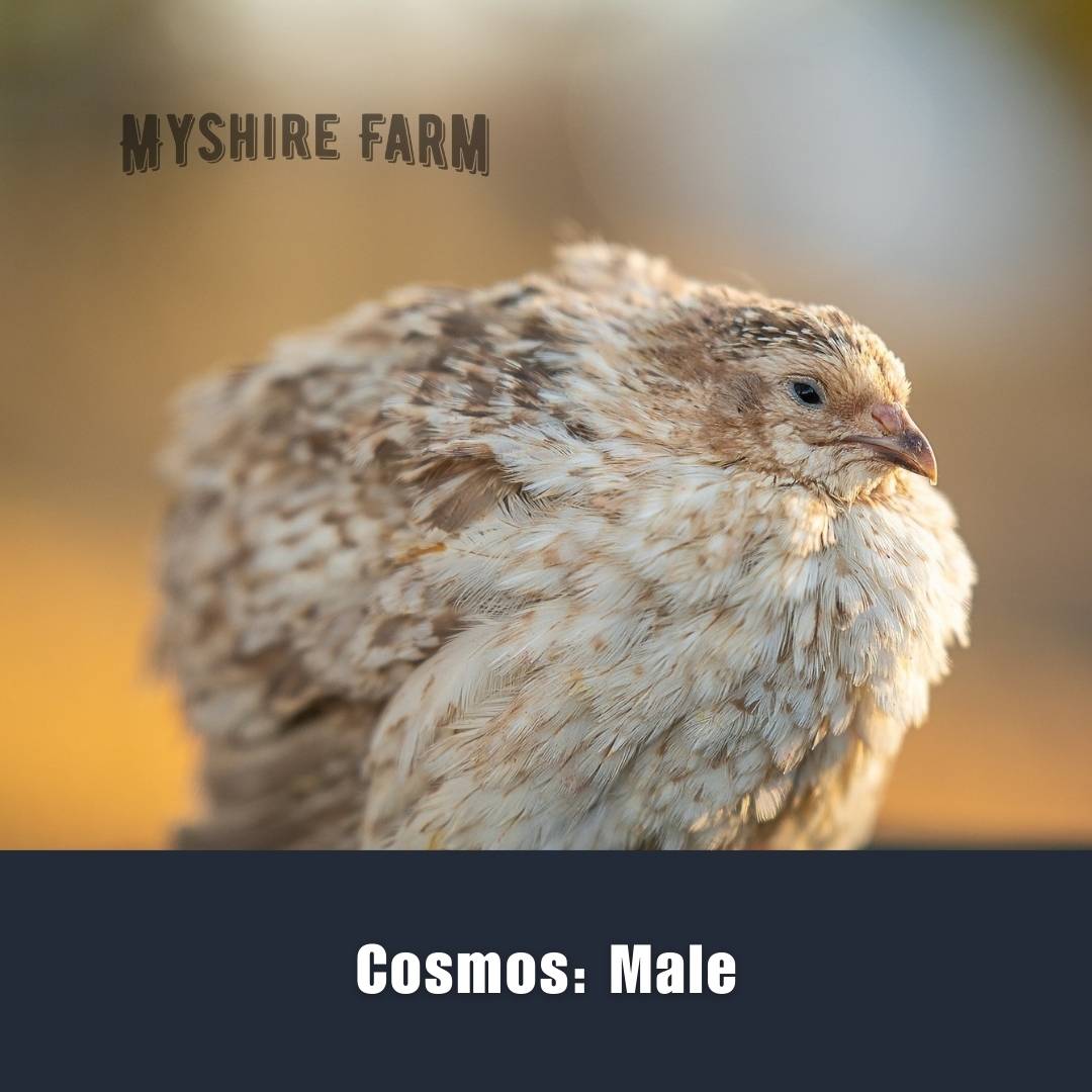 Cosmos - Coturnix Quail Hatching Eggs image 1