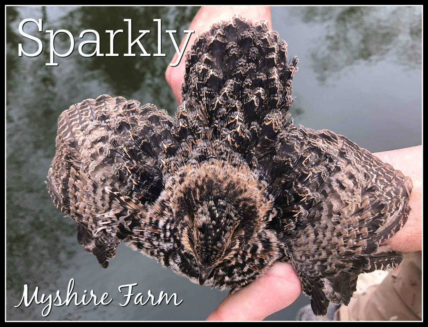 Sparkly and Pansy Mix - Coturnix Quail Hatching Eggs image 5