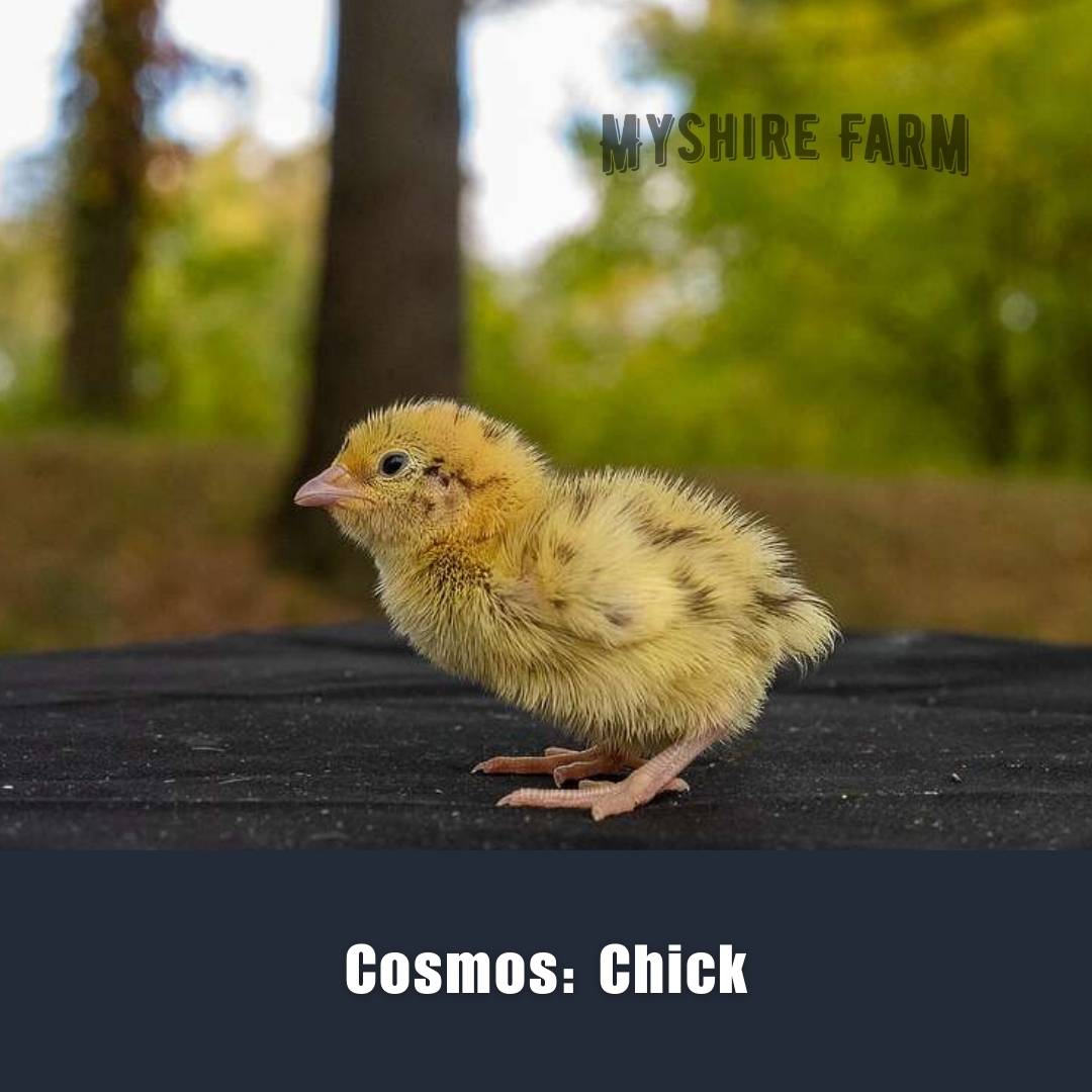 Cosmos - Coturnix Quail Hatching Eggs image 3