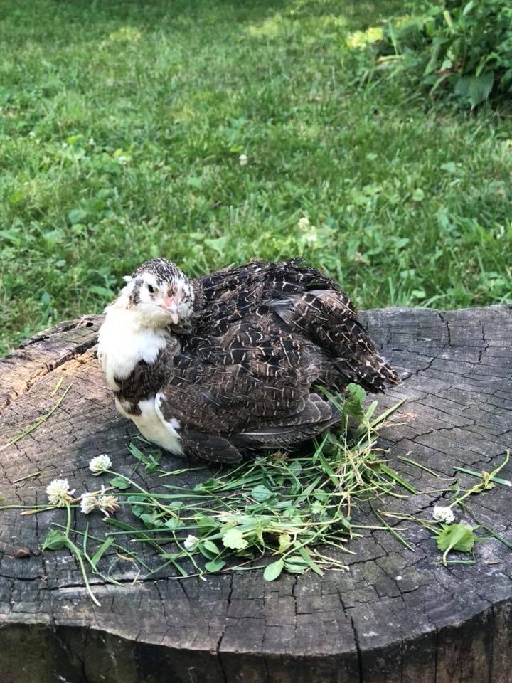 Tuxedo Variety (the BTA) - Coturnix Quail Hatching Eggs image 7