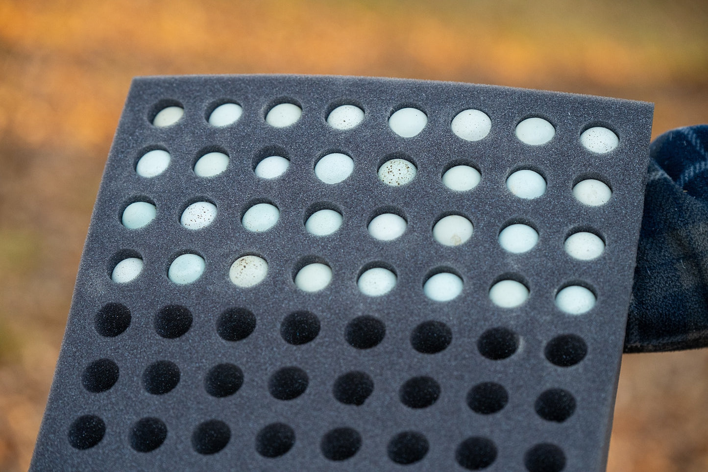 Celadon (TRUE BLUE) - Coturnix Quail Hatching Eggs image 3