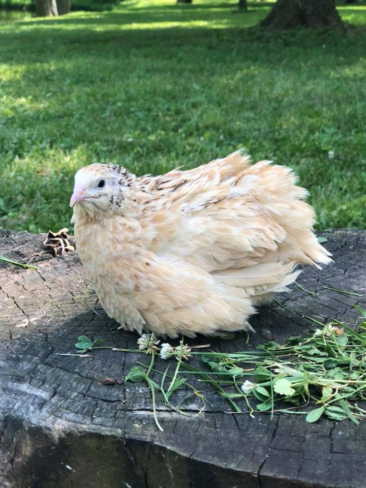 Golds (Italian & Golden Manchurian) - Coturnix Quail Hatching Eggs image 4