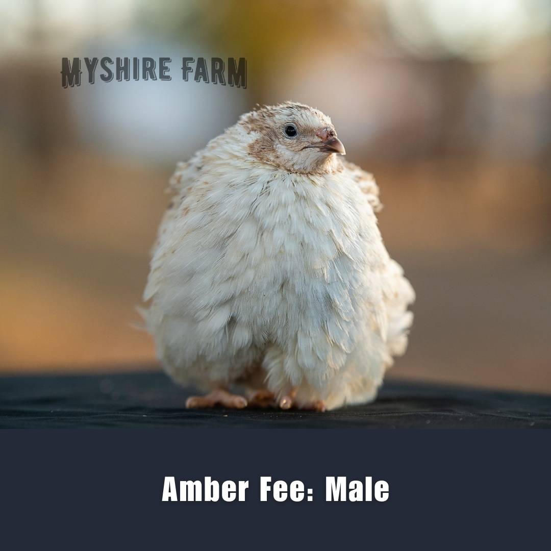 Amber Fee - Coturnix Quail Hatching Eggs image 2