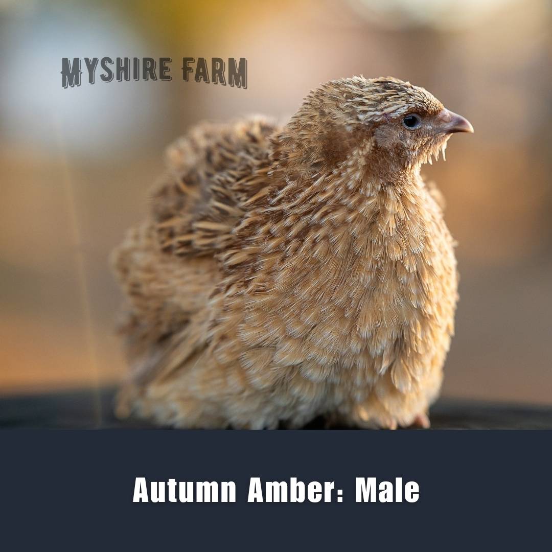 Live Quail - MALES ONLY (4-6 Wks) image 2