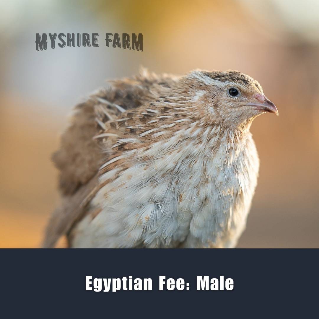 Egyptian Fee  - Coturnix Quail Hatching Eggs image 2