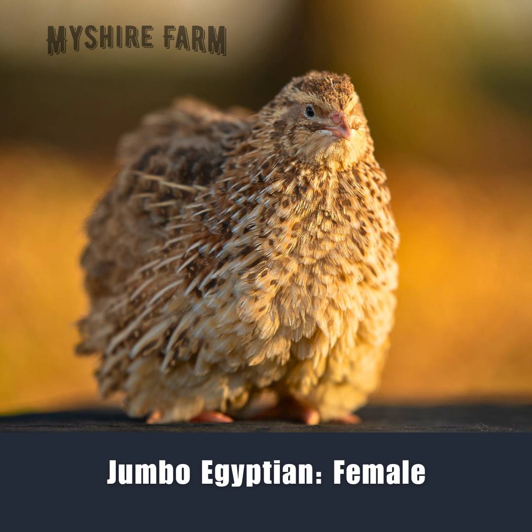 Jumbo Egyptian - Coturnix Quail Hatching Eggs image 3